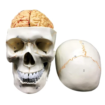 Craniu Uman Cu Anatomică Model 8-Partea Viață-Size Anatomie Pentru Știință Clasă De Studiu A Afișa Modelul De Predare